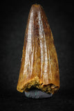 88024 - Well Preserved 1.12 Inch Elosuchus Cherifiensis Crocodile Tooth From KemKem
