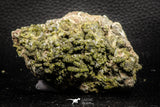 07917 - Slender Grass Green Epidote Crystals on Matrix Imilchil Mine Morocco