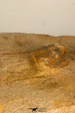 30703 - Beautiful 0.67 Inch Onnia sp Ordovician Trilobite