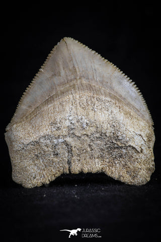 20531 - Top Huge 1.43 Inch Squalicorax pristodontus (Crow Shark) Tooth