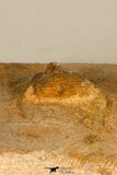 30703 - Beautiful 0.67 Inch Onnia sp Ordovician Trilobite