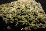 07917 - Slender Grass Green Epidote Crystals on Matrix Imilchil Mine Morocco