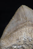20531 - Top Huge 1.43 Inch Squalicorax pristodontus (Crow Shark) Tooth