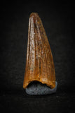 88025 - Well Preserved 0.84 Inch Elosuchus Cherifiensis Crocodile Tooth From KemKem