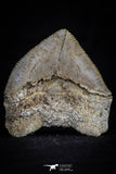 20531 - Top Huge 1.43 Inch Squalicorax pristodontus (Crow Shark) Tooth