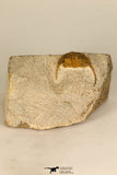 30704 - Nicely Preserved 0.63 Inch Onnia sp Ordovician Trilobite