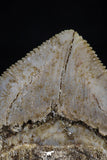 20531 - Top Huge 1.43 Inch Squalicorax pristodontus (Crow Shark) Tooth