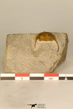 30704 - Nicely Preserved 0.63 Inch Onnia sp Ordovician Trilobite