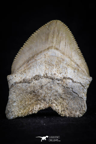 20532 - Top Huge 1.56 Inch Squalicorax pristodontus (Crow Shark) Tooth