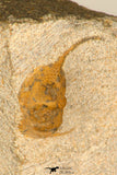 30704 - Nicely Preserved 0.63 Inch Onnia sp Ordovician Trilobite