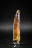 04935 - Huge Partially Rooted 2.70 Inch Spinosaurus Dinosaur Tooth Cretaceous