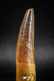 04935 - Huge Partially Rooted 2.70 Inch Spinosaurus Dinosaur Tooth Cretaceous