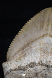 20532 - Top Huge 1.56 Inch Squalicorax pristodontus (Crow Shark) Tooth