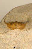 30704 - Nicely Preserved 0.63 Inch Onnia sp Ordovician Trilobite