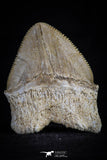 20532 - Top Huge 1.56 Inch Squalicorax pristodontus (Crow Shark) Tooth