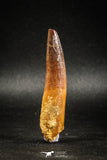 04935 - Huge Partially Rooted 2.70 Inch Spinosaurus Dinosaur Tooth Cretaceous