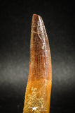 04935 - Huge Partially Rooted 2.70 Inch Spinosaurus Dinosaur Tooth Cretaceous