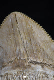 20532 - Top Huge 1.56 Inch Squalicorax pristodontus (Crow Shark) Tooth