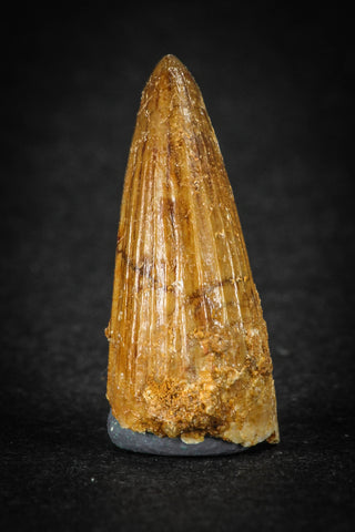 88027 - Well Preserved 0.93 Inch Elosuchus Cherifiensis Crocodile Tooth From KemKem