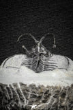 22017 - Outstanding 1.74 Inch Ceratarges sp Middle Devonian Trilobite