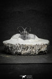 22017 - Outstanding 1.74 Inch Ceratarges sp Middle Devonian Trilobite