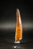 04935 - Huge Partially Rooted 2.70 Inch Spinosaurus Dinosaur Tooth Cretaceous