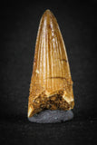 88027 - Well Preserved 0.93 Inch Elosuchus Cherifiensis Crocodile Tooth From KemKem
