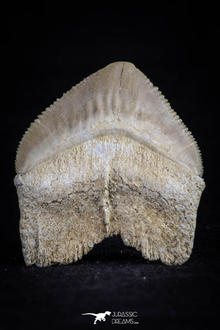 20533 - Top Huge 1.33 Inch Squalicorax pristodontus (Crow Shark) Tooth