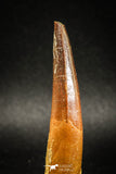 04935 - Huge Partially Rooted 2.70 Inch Spinosaurus Dinosaur Tooth Cretaceous