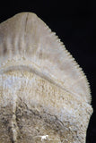 20533 - Top Huge 1.33 Inch Squalicorax pristodontus (Crow Shark) Tooth