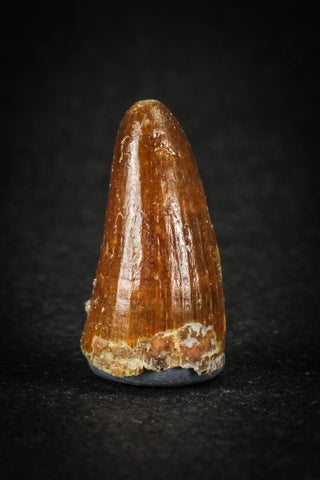 88028 - Well Preserved 0.74 Inch Elosuchus Cherifiensis Crocodile Tooth From KemKem