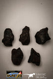 22418 - Collection of "Agoudal" Imilchil Iron IIAB Meteorites 50.1g
