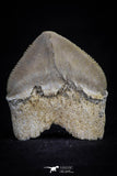 20533 - Top Huge 1.33 Inch Squalicorax pristodontus (Crow Shark) Tooth