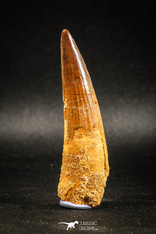 04936 - Huge Partially Rooted 2.94 Inch Spinosaurus Dinosaur Tooth Cretaceous