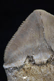 20533 - Top Huge 1.33 Inch Squalicorax pristodontus (Crow Shark) Tooth