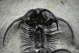 22017 - Outstanding 1.74 Inch Ceratarges sp Middle Devonian Trilobite