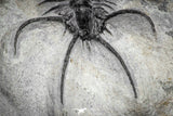 22017 - Outstanding 1.74 Inch Ceratarges sp Middle Devonian Trilobite