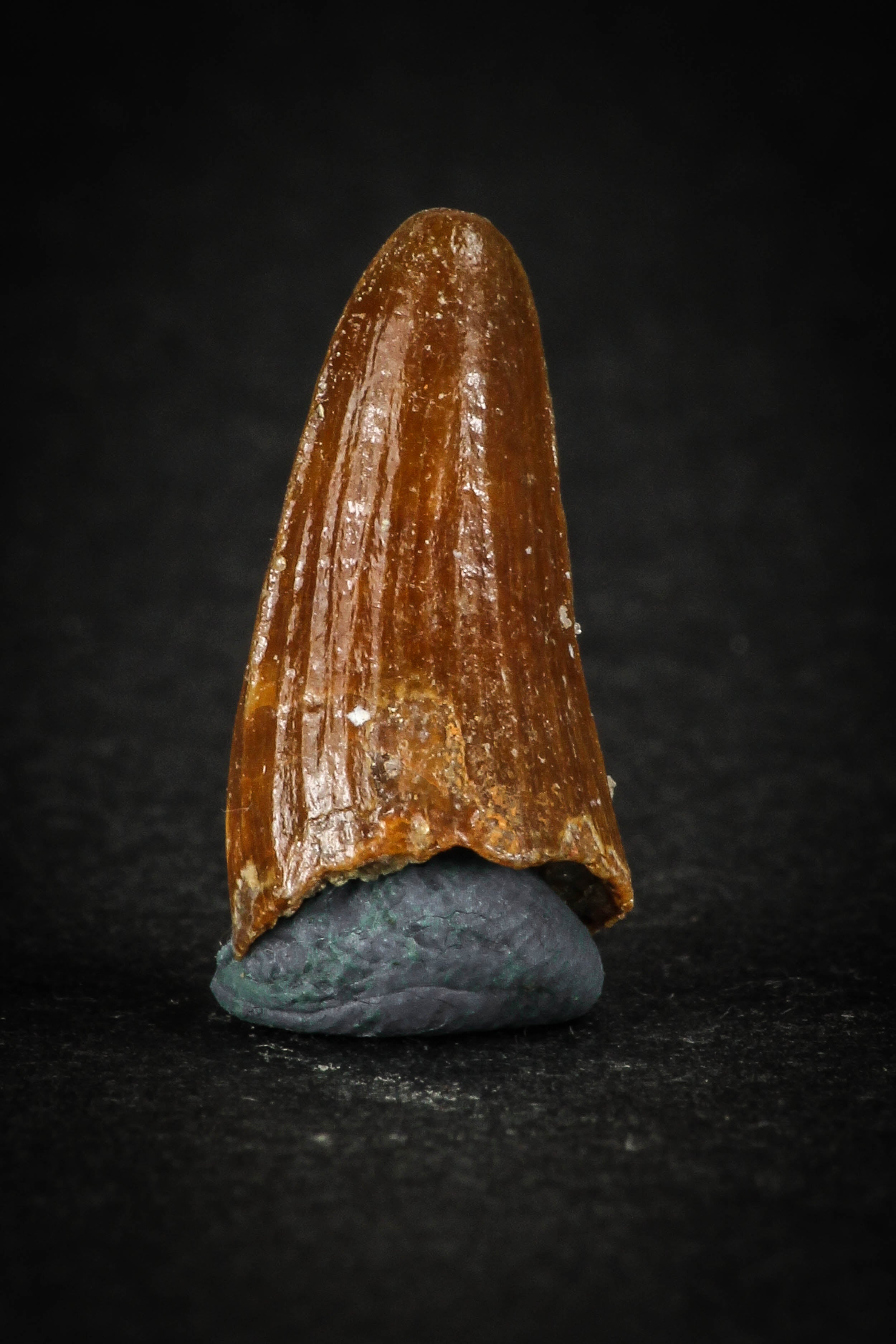 Well Preserved 0 74 Inch Elosuchus Cherifiensis Crocodile Tooth From well-preserved-0-74-inch-elosuchus-cherifiensis-crocodile-tooth-from