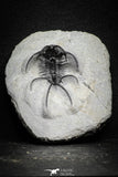 22017 - Outstanding 1.74 Inch Ceratarges sp Middle Devonian Trilobite