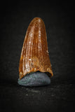 88028 - Well Preserved 0.74 Inch Elosuchus Cherifiensis Crocodile Tooth From KemKem