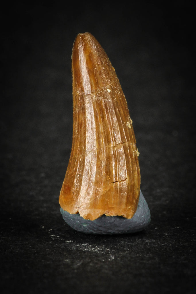 88029 - Well Preserved 0.67 Inch Elosuchus Cherifiensis Crocodile Tooth From KemKem