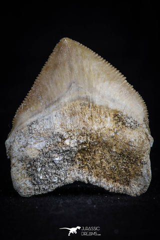 20534 - Top Huge 1.40 Inch Squalicorax pristodontus (Crow Shark) Tooth