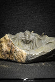22018 - Top Quality Spiny 1.47 Inch Leonaspis sp Middle Devonian Trilobite
