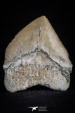 20534 - Top Huge 1.40 Inch Squalicorax pristodontus (Crow Shark) Tooth