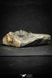 22018 - Top Quality Spiny 1.47 Inch Leonaspis sp Middle Devonian Trilobite
