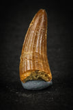 88029 - Well Preserved 0.67 Inch Elosuchus Cherifiensis Crocodile Tooth From KemKem