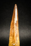 04936 - Huge Partially Rooted 2.94 Inch Spinosaurus Dinosaur Tooth Cretaceous