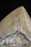 20534 - Top Huge 1.40 Inch Squalicorax pristodontus (Crow Shark) Tooth