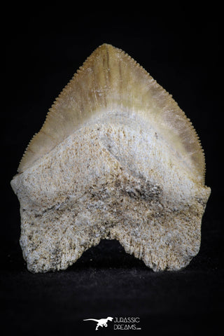 20535 - Top Huge 1.39 Inch Squalicorax pristodontus (Crow Shark) Tooth
