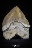 20535 - Top Huge 1.39 Inch Squalicorax pristodontus (Crow Shark) Tooth